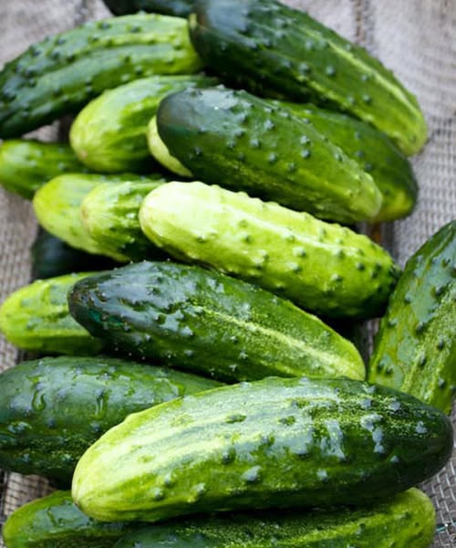 HT10. Doctors reveal that eating cucumber in salads causes…