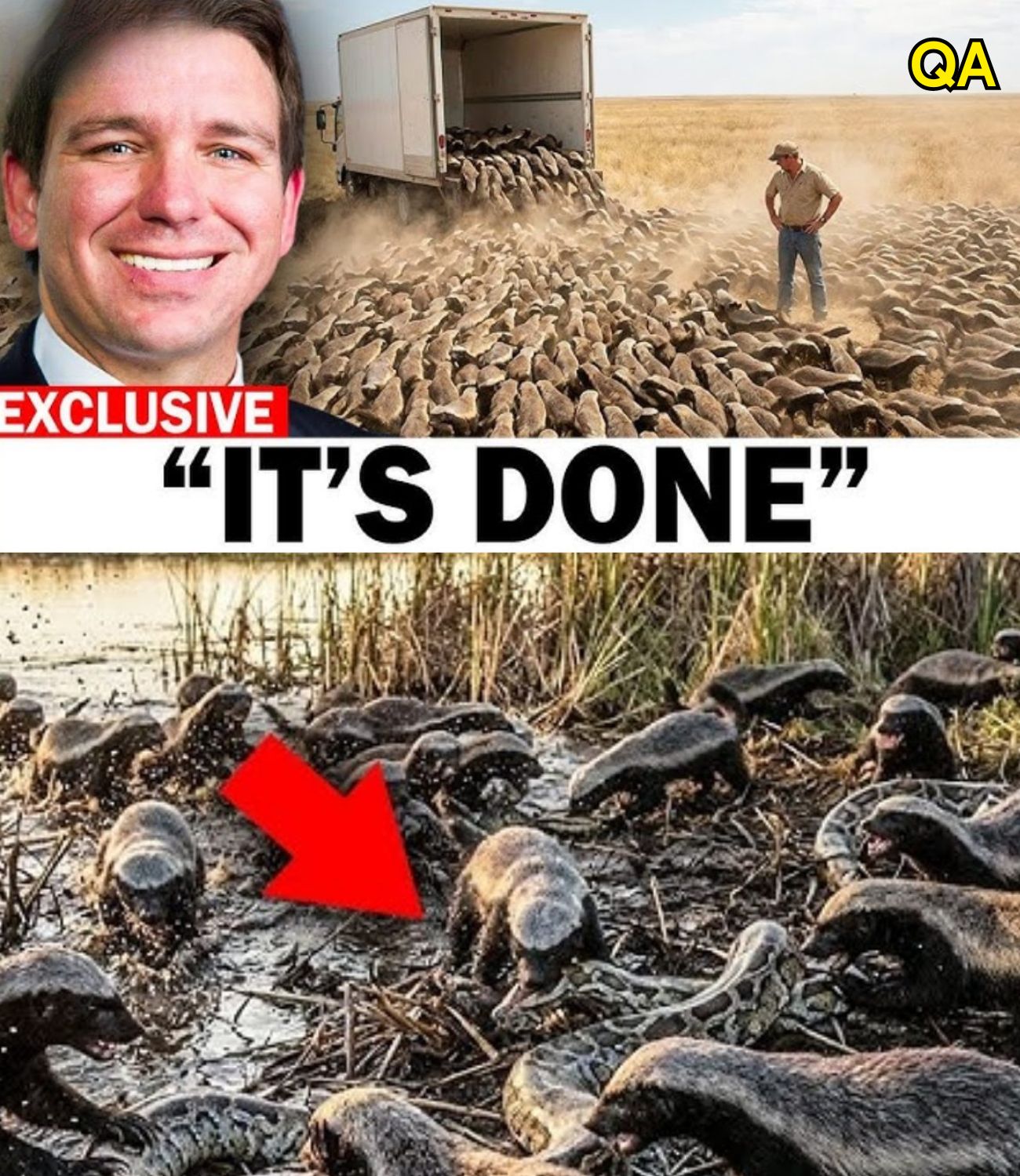 HT6. Honey Badgers Unleashed in Florida’s Everglades — Footage Shows Chaos Nobody Predicted