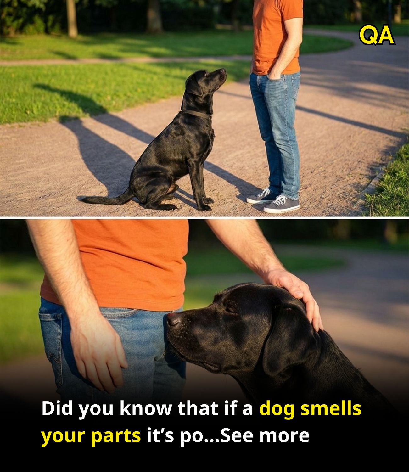 HT6. Did you know that if a dog smells your parts it’s po…See more