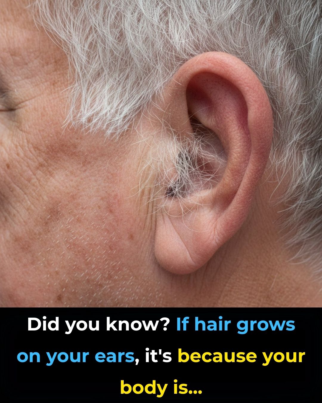 HT1. DID YOU KNOW? If hair grows on your ears, it’s because your body is…