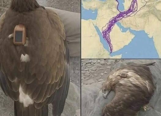 HT6. For 20 years, an eagle equipped with GPS puzzled scientists: reco… See more