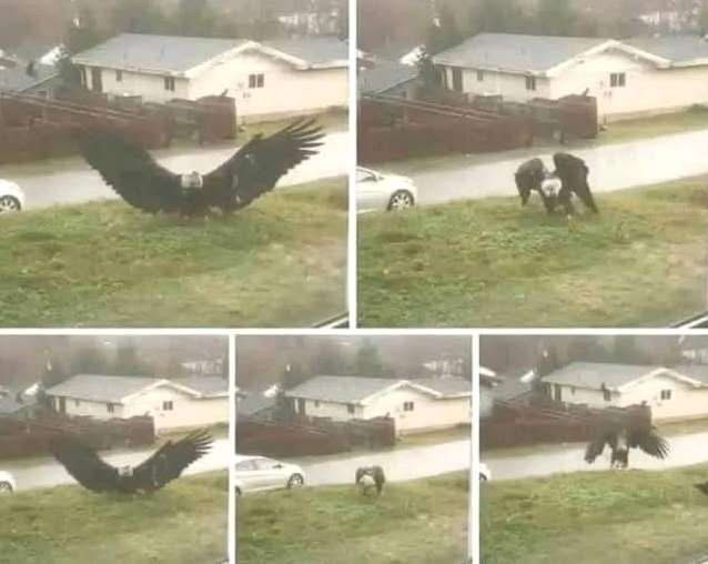 HT6. Giant Eagle captured in Bro…See more