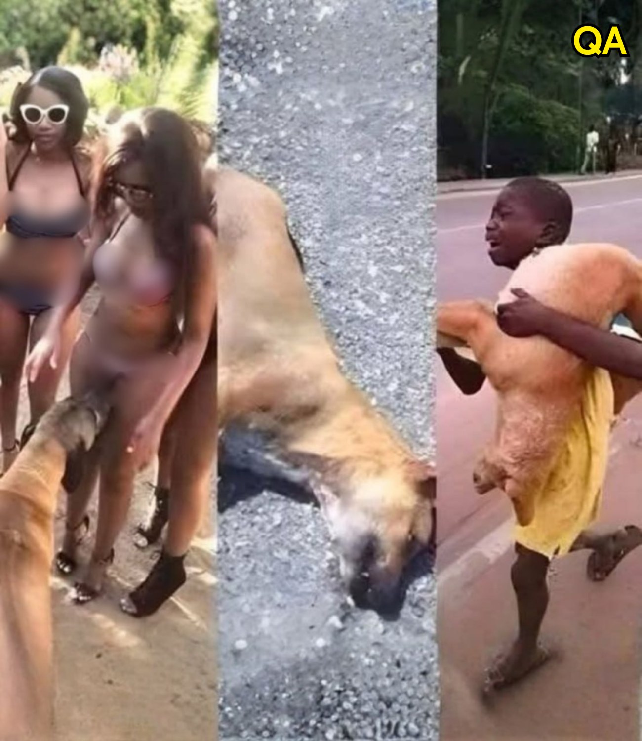 HT1. If your dog is sniffing your genital area, it means you have…see more.