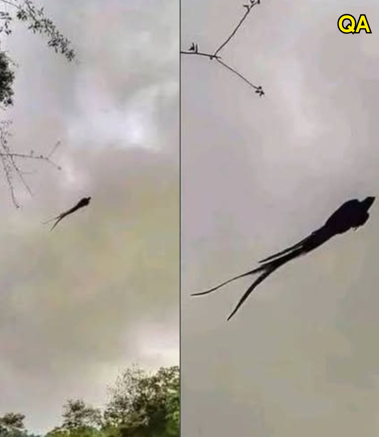 HT1. Majestic Bird Spotted in Mexico… See More