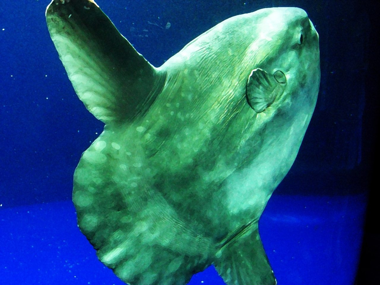 ST14. 26 Real Animals That Shouldn’t Exist, But Do Anyway