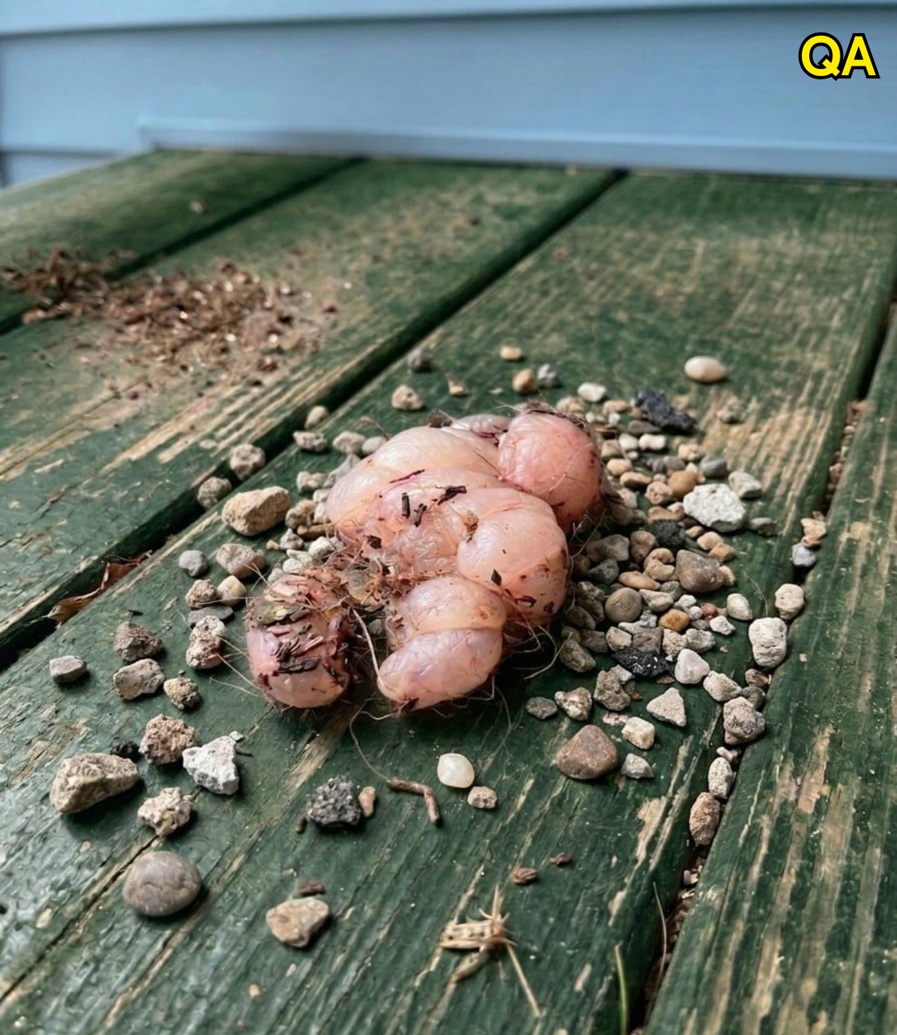 HT14. The Strange Porch Discovery That Sparked Panic Online