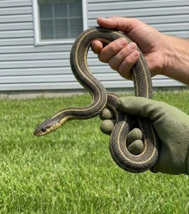 HT1. THE NIGHTMARE UNDER YOUR FLOORBOARDS THE TRUTH ABOUT WHY SNAKES ARE INVADING YOUR HOME