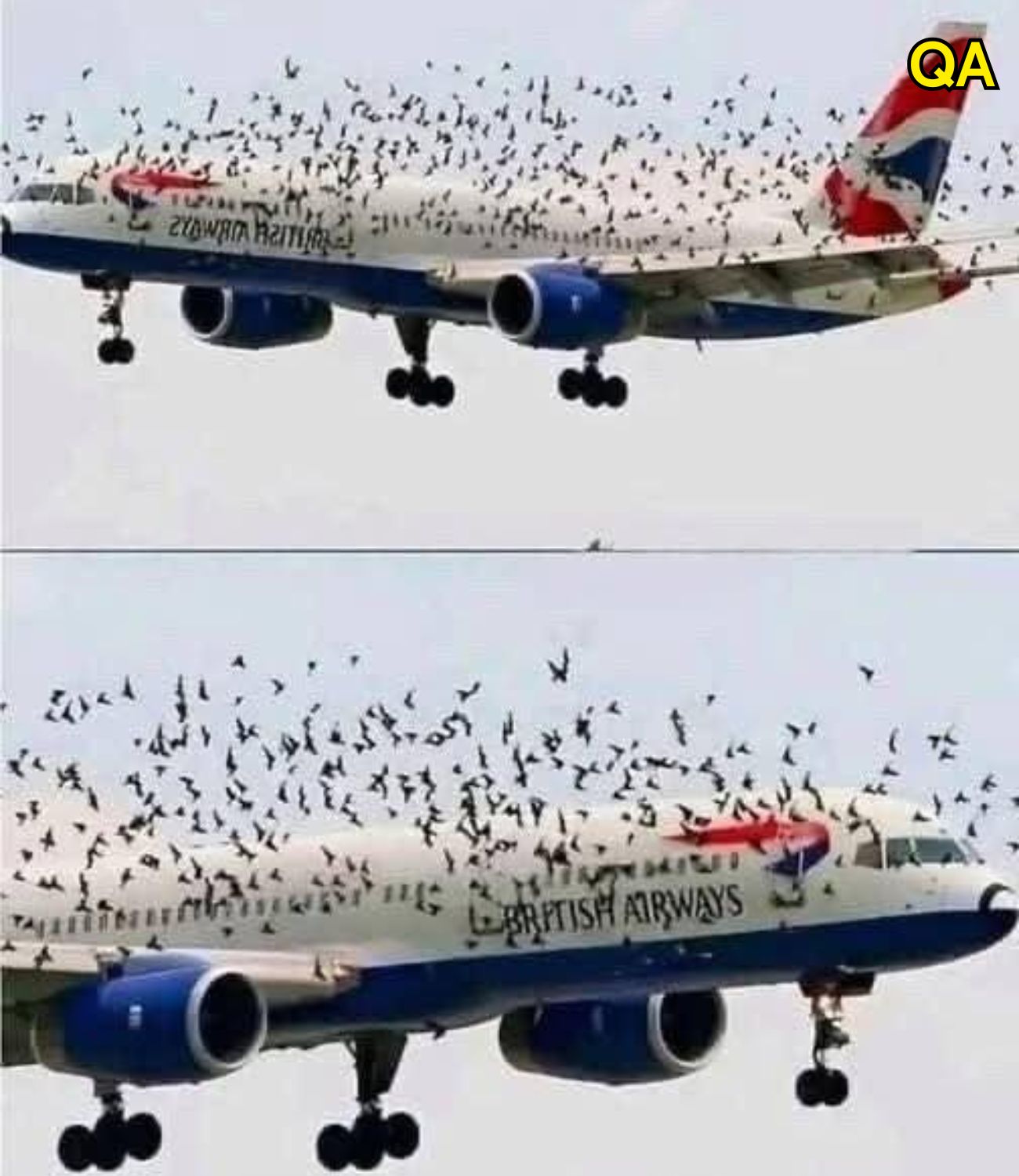 HT7. The pilot cried when he understood why the birds wouldn’t leave him alo…See more