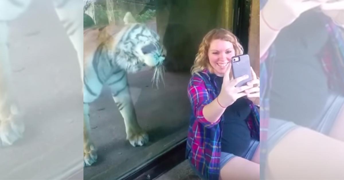 HT1. Tiger sneaks up behind pregnant woman – his reaction when he sees her baby bump is like nothing you’ve ever seen.