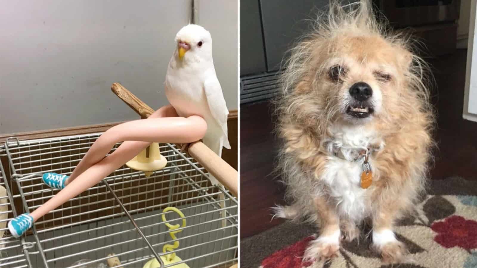 ST1. 35 Random Funny Animal Pictures Worth Pawsing Your Day For