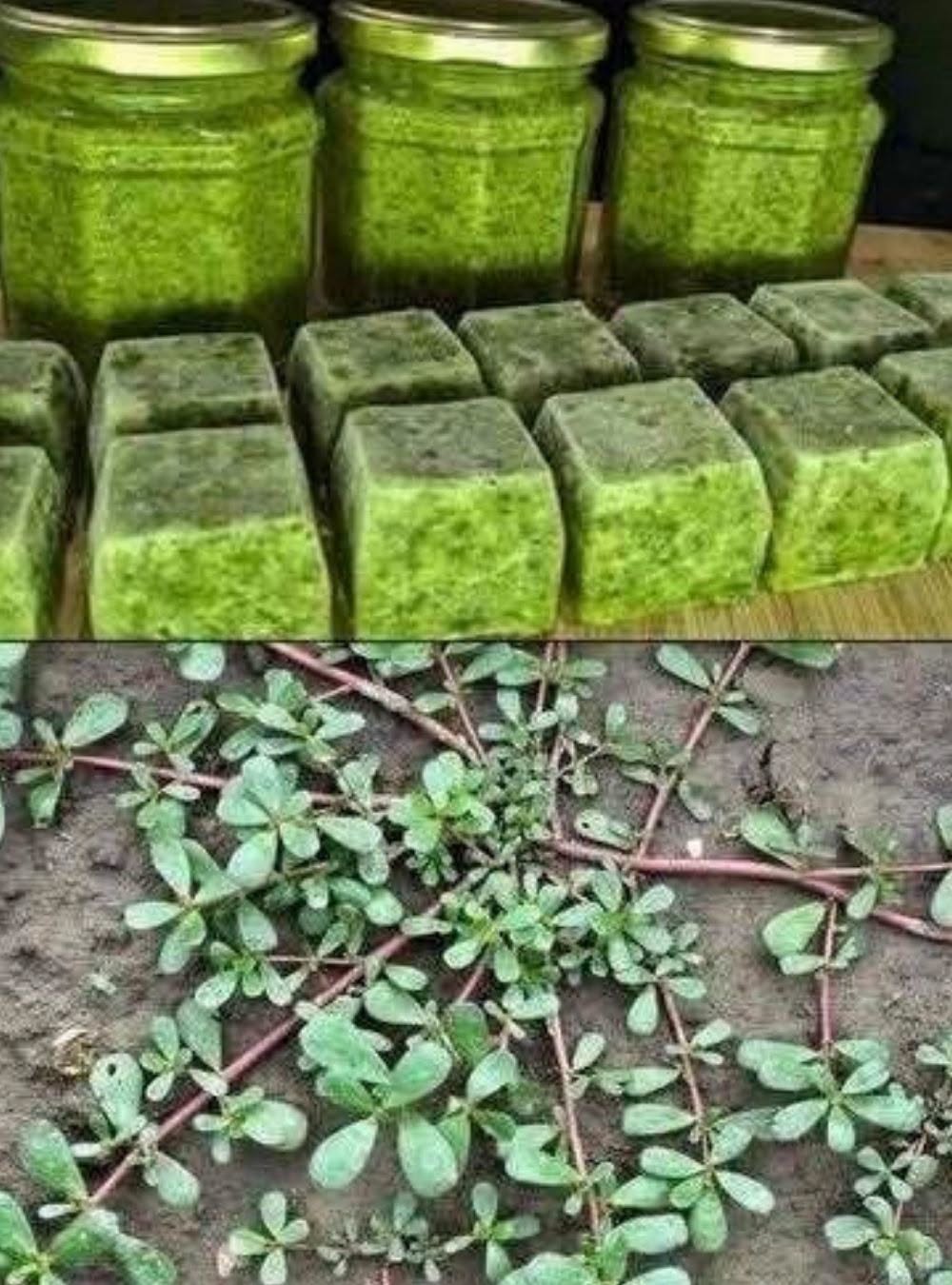 HT1. Never step on this weed; it’s considered a ‘gold mine’ in the garden