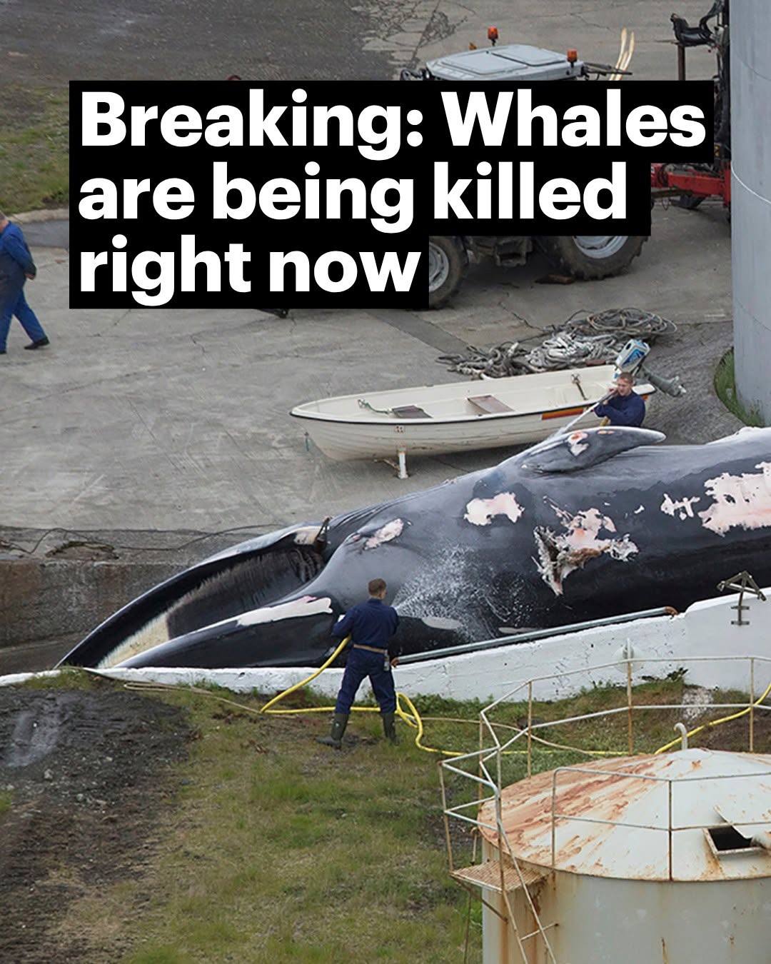 HT1. It’s time to end Iceland’s commercial whaling for good
