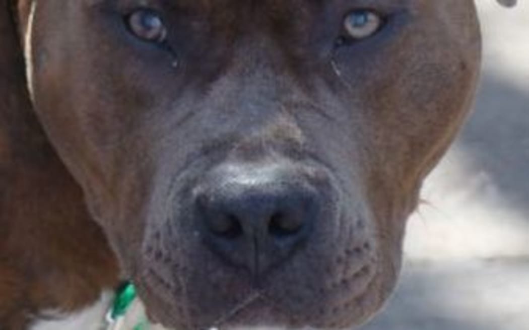 HT14. Pitbull Turns on 12-Year-Old Boy — A Family Afternoon Becomes a Nightmare