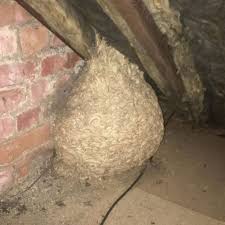 HT1. Man Thinks He Found “Hornets” Nest In Attic – Turns Pale When He Realizes What’s Inside