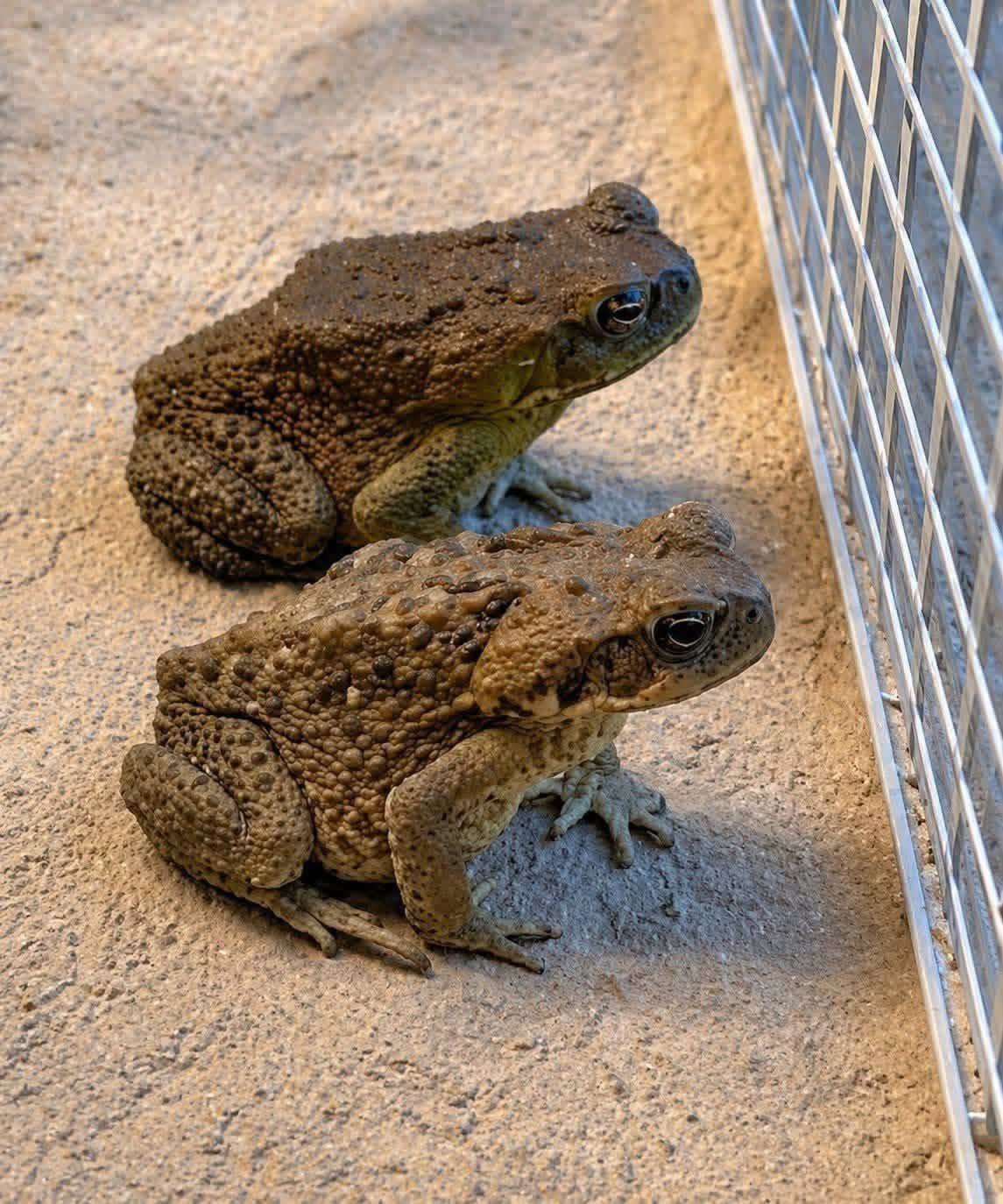 HT1. Why a Toad Might Appear in Your Home and What It Could Mean