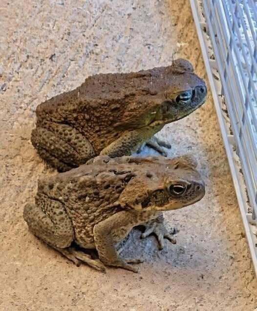 HT1. Why a Toad Might Appear in Your Home and What It Could Mean