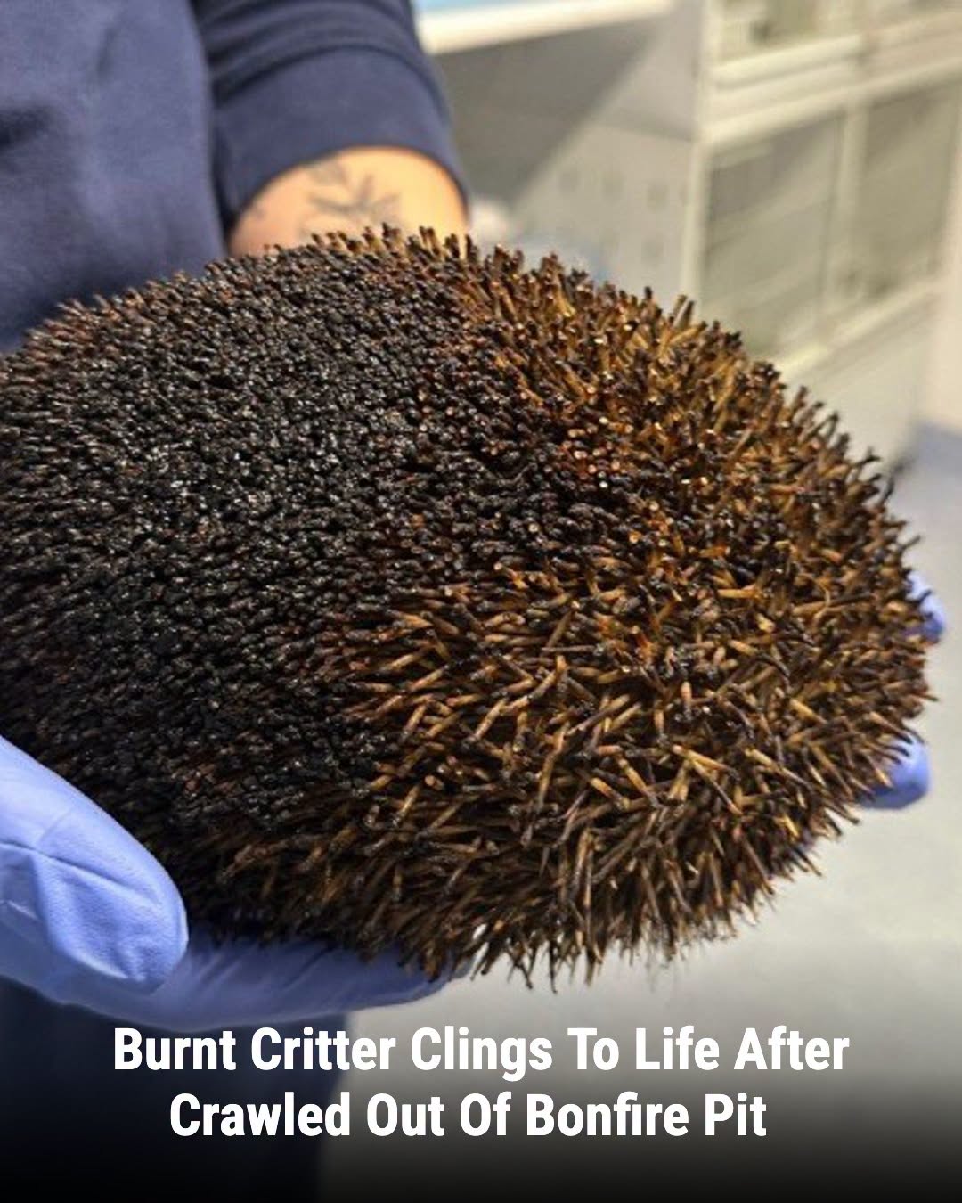 HT1. Burned Hedgehog Crawls Out Of A Bonfire And Clings To Life Against All Odds