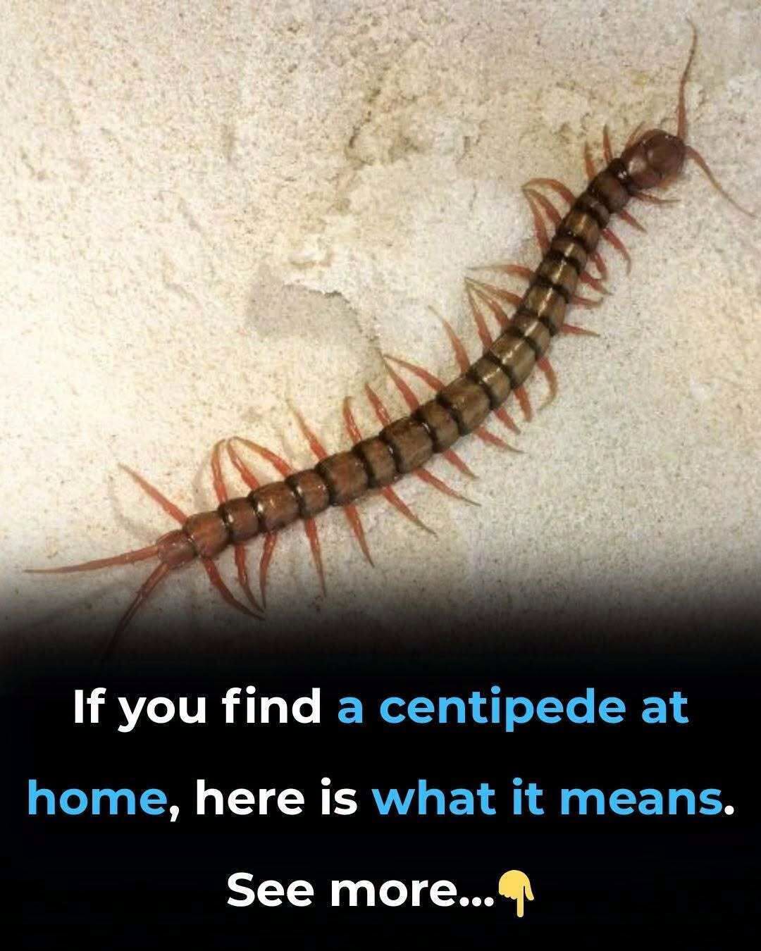 HT7. You Keep Finding These Fast Creepy Creatures in Your Home—What They’re Really Trying to Tell You Could Surprise You