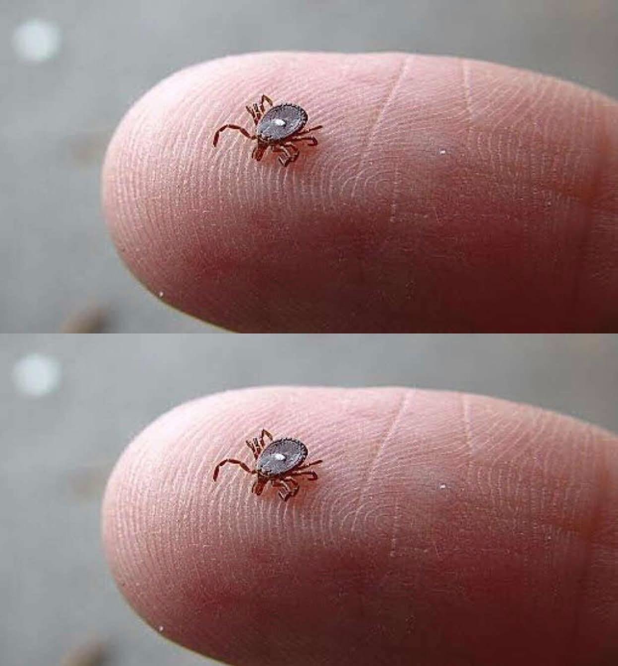 HT14. How to properly dispose of ticks if you find one