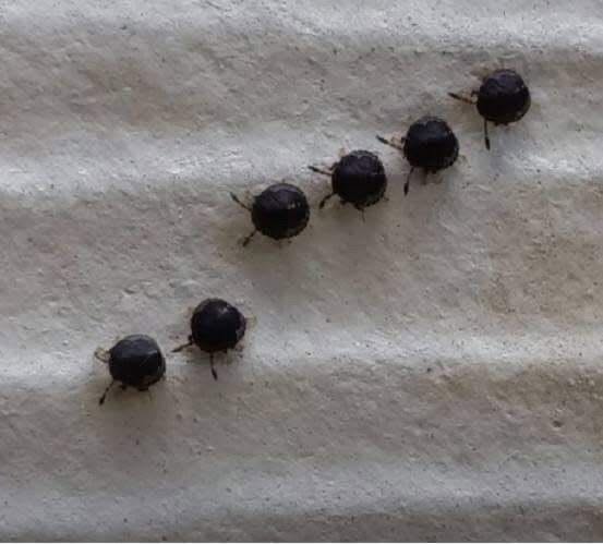 HT1. My wife panicked when she saw this. We have blueberries in our garden, and she thought these were blueberries. She was so close to eating them