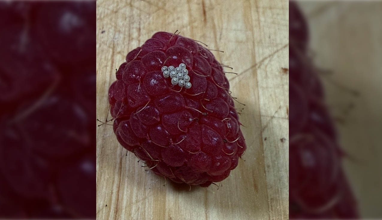 HT1. Why Tiny White Worms Sometimes Appear When You Soak Raspberries In Salt Water