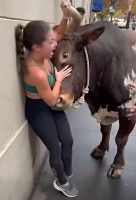 HT7. Woman’s Close Call With a Bull Highlights the Importance of Animal Safety