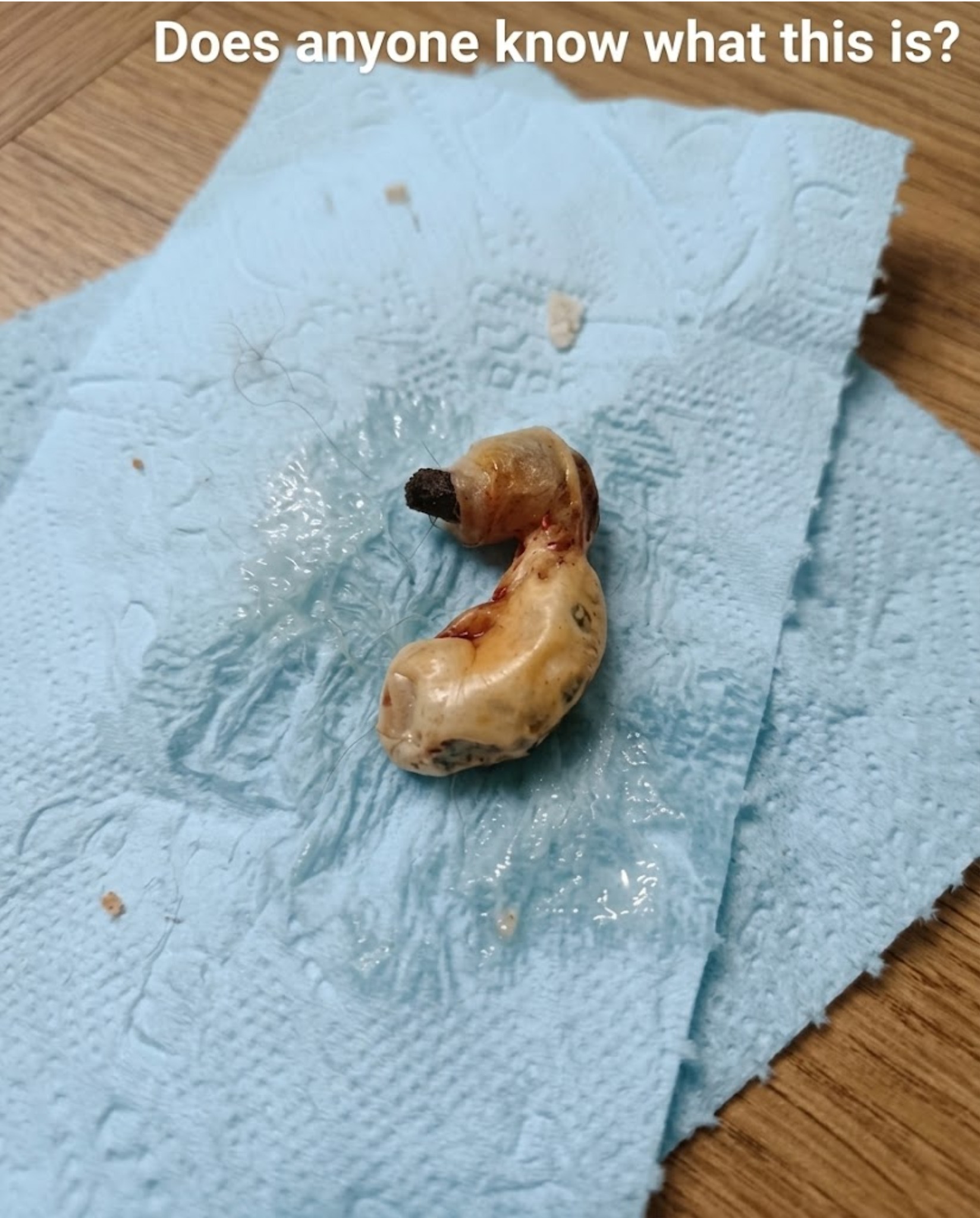 HT1. I Found This Strange Object Cleaning My Son’s Room
