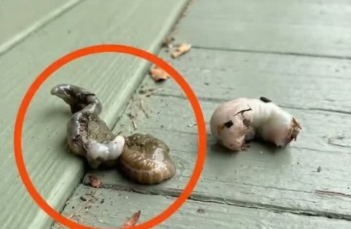 HT6. What I Found on My Balcony Froze Me in Terror—Until I Learned What It Really Was