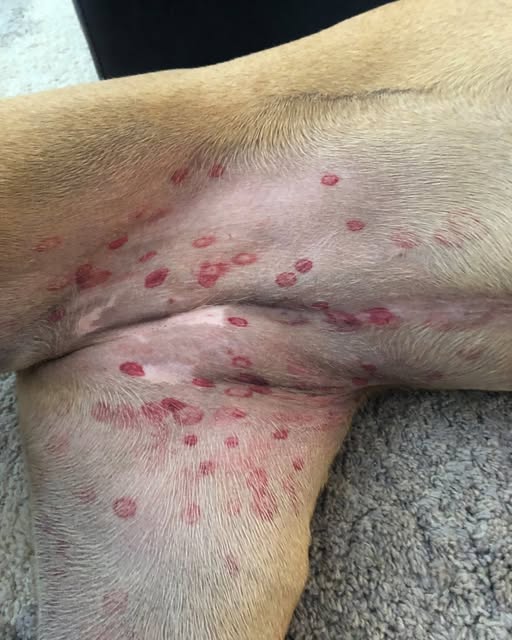 HT1. Vet reveals why red bites are appearing on dogs’ stomachs