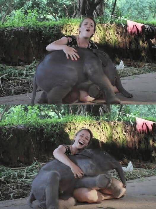 HT1. In a serene elephant camp nestled in Thailand, a two-week-old calf discovered solace in the caring embrace of Allie