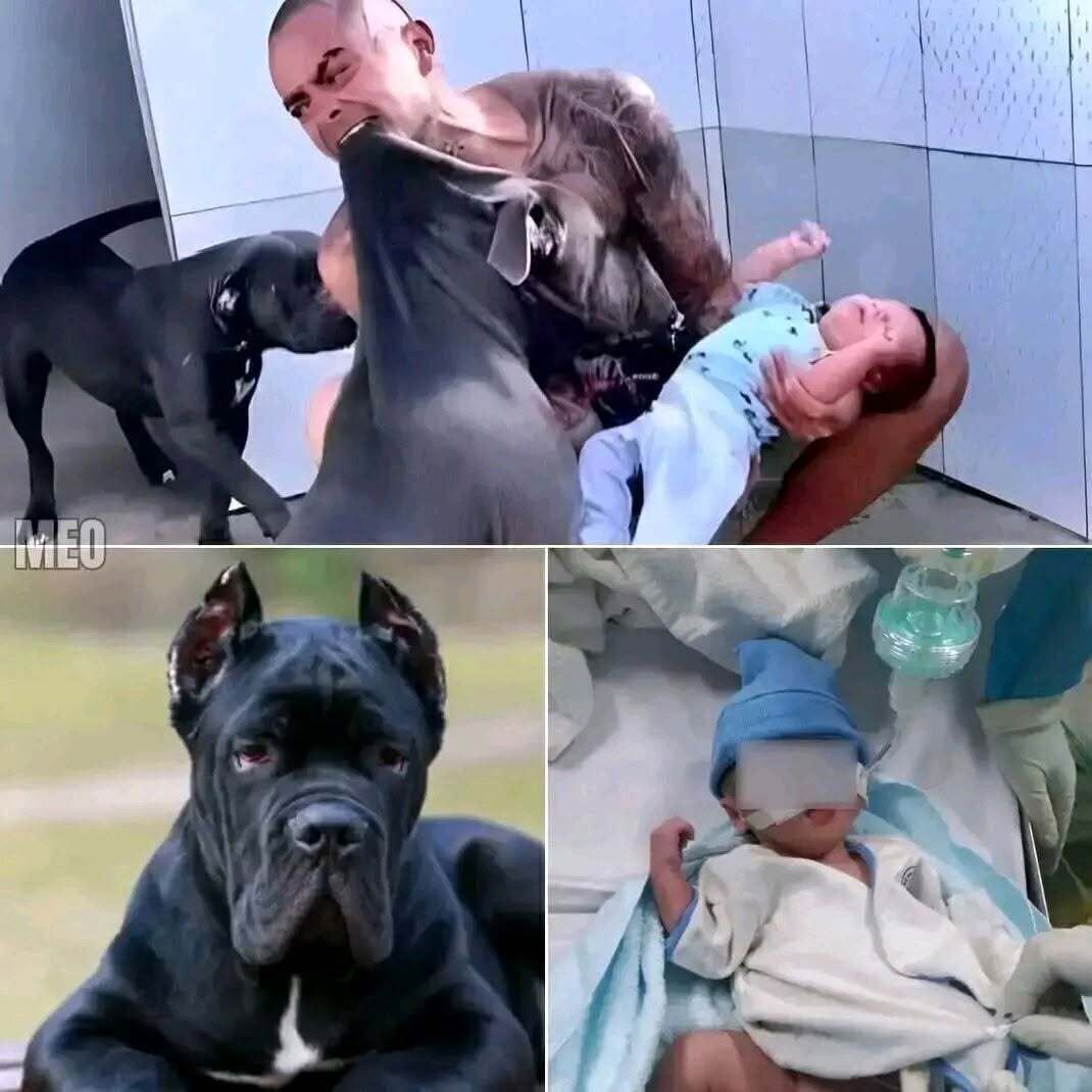 HT1. Pitbull Turns on 12-Year-Old Boy — A Family Afternoon Becomes a Nightmare