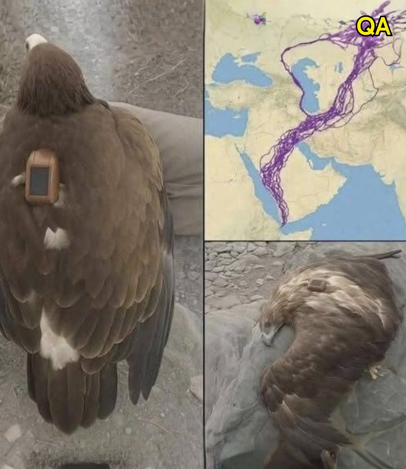 HT14. For 20 years, an eagle equipped with GPS puzzled scientists: reco… See more