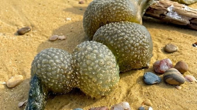 HT14. I was walking on the beach with my dog when he suddenly discovered this
