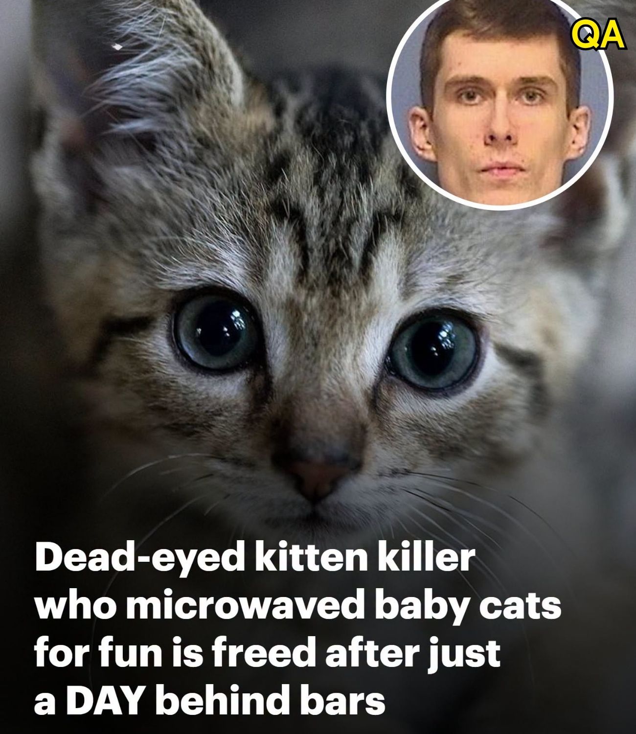 HT1. Dead-eyed kitten killer who microwaved baby cats for fun is freed after just a DAY behind bars, sparking outrage in his old neighborhood