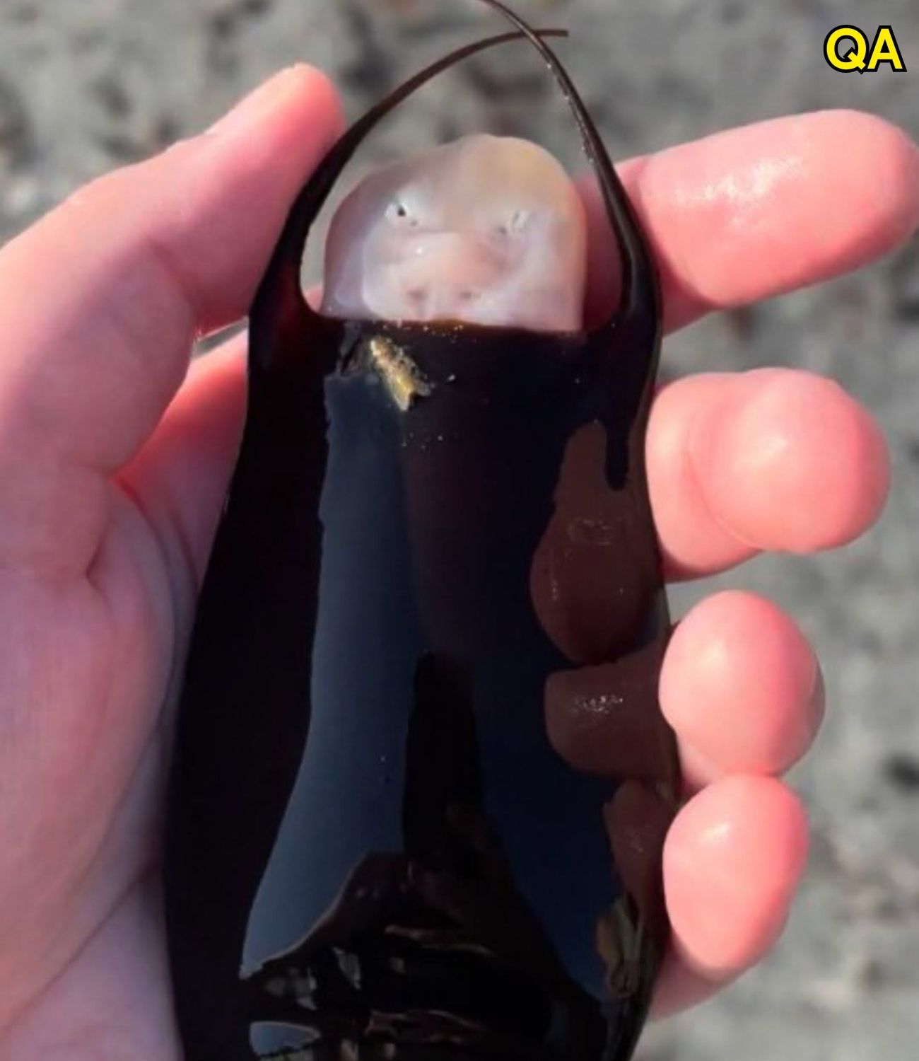 HT14. Woman Finds a Mermaid’s Purse on the Beach Then Witnesses an Incredible Surprise