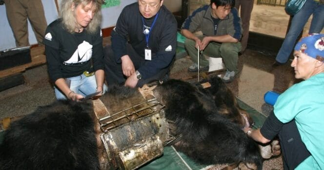 HT2. Bear Caesar is finally free after having spent years locked in a torture vest