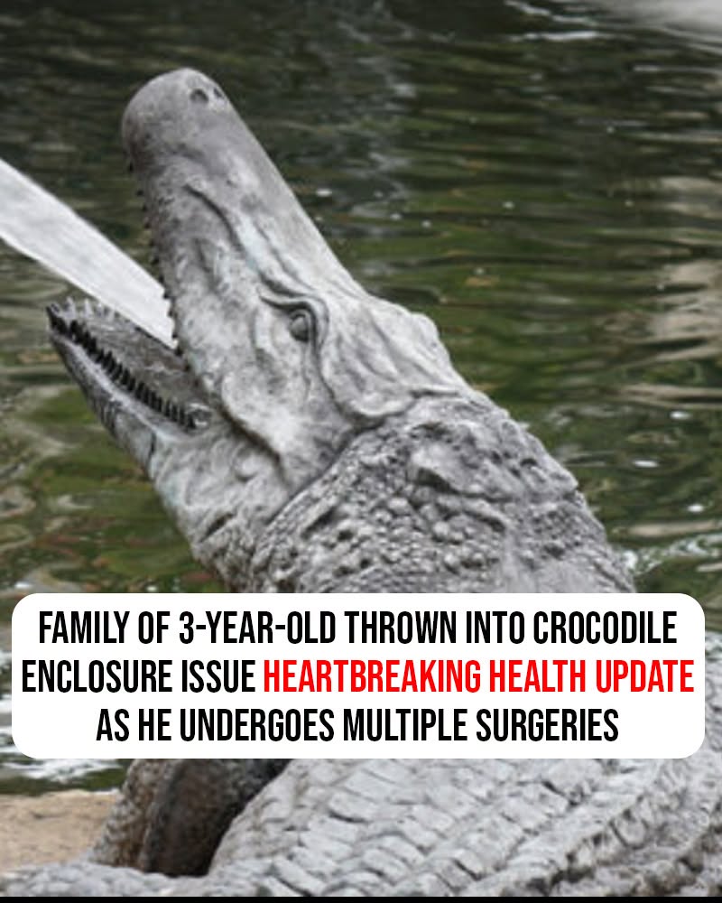 HT1. Family of 3-year-old thrown into crocodile enclosure issue heartbreaking health update as he undergoes multiple surgeries