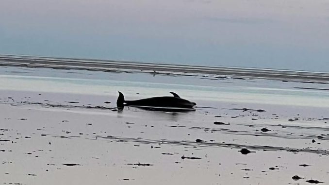 HT1. Record-setting dolphin stranding reported on Cape Cod