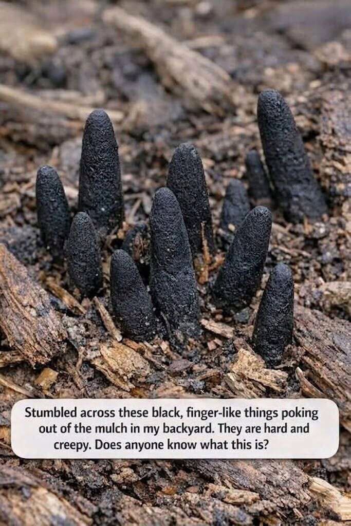 HT1. The Grotesque Black Zombie Fingers Emerging From Your Garden Mulch Explained