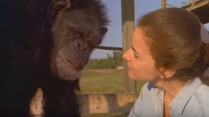 ST2. She saved the chimpanzee’s life – 18 years later, she ignores the warnings and approaches him