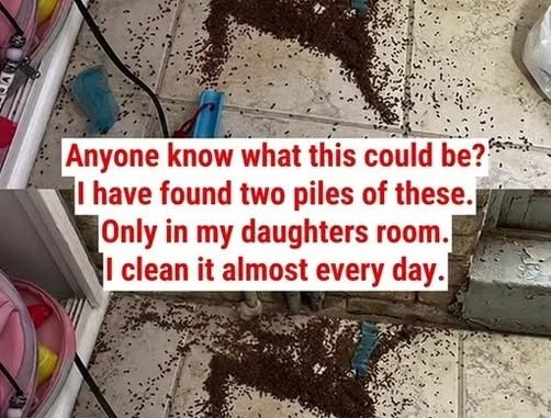 HT2. “Anyone know what this could be? I have found two piles of these … in my daughters’ room.”