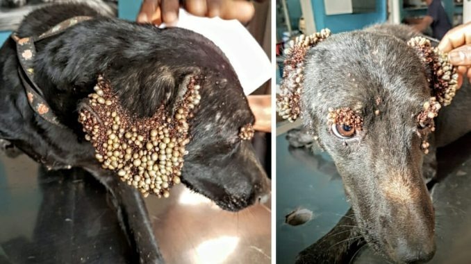 ST2. “Unwanted” dog covered in so many ticks rescuers thought she had a skin disease
