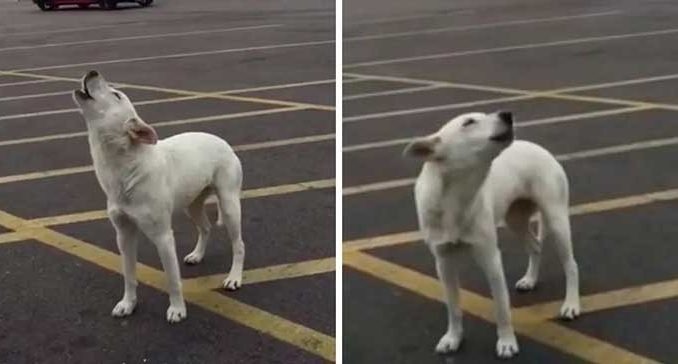 ST2. Abandoned Dog Howled For Days Alone In Parking Lot After Owner Dumped Her