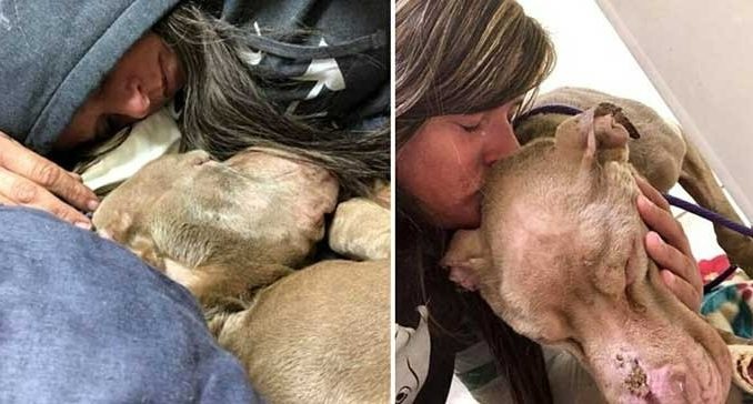 ST2. College Student Holds Dying Shelter Dog In Her Arms All Night So He Won’t Pass Away Alone
