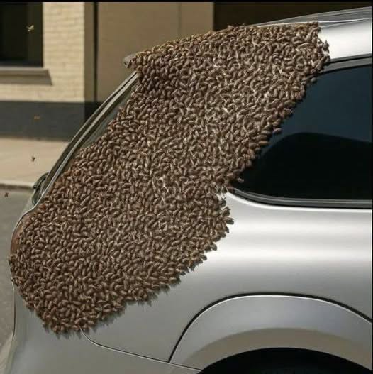 HT7. When you see bees like this, don’t be afraid. Don’t call firefighters or civil protection, don’t move them, don’t poison, don’t kill!