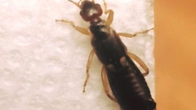 HT1. How to Handle Earwigs in Your Home