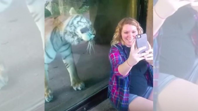 ST1. Tiger sneaks up behind pregnant woman – his reaction when he sees her baby bump is like nothing you’ve ever seen