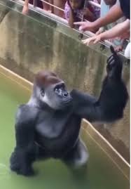 HT1. Inside the Debate: What Really Happened in Harambe’s Last Moments at the Cincinnati Zoo