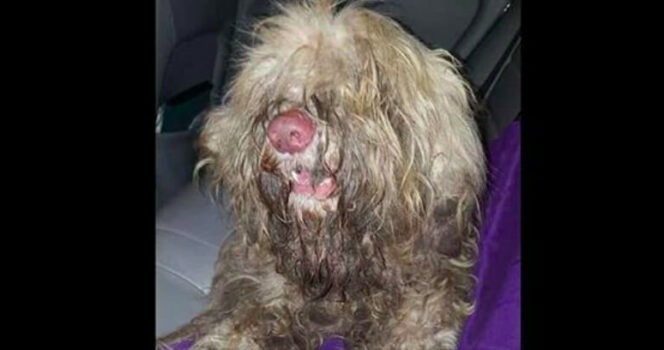 ST1. Shabby dog can’t see – then dog groomer acts in middle of night and makes impossible transformation