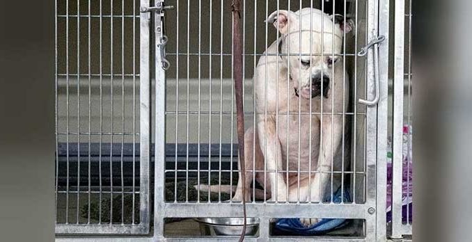 ST2. Dog Dropped At Shelter Didn’t Know Why No One Wanted Him